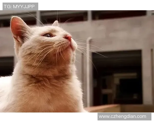 聚焦绿茵巨星爱宠揭秘足球球星与猫咪之间的温情故事